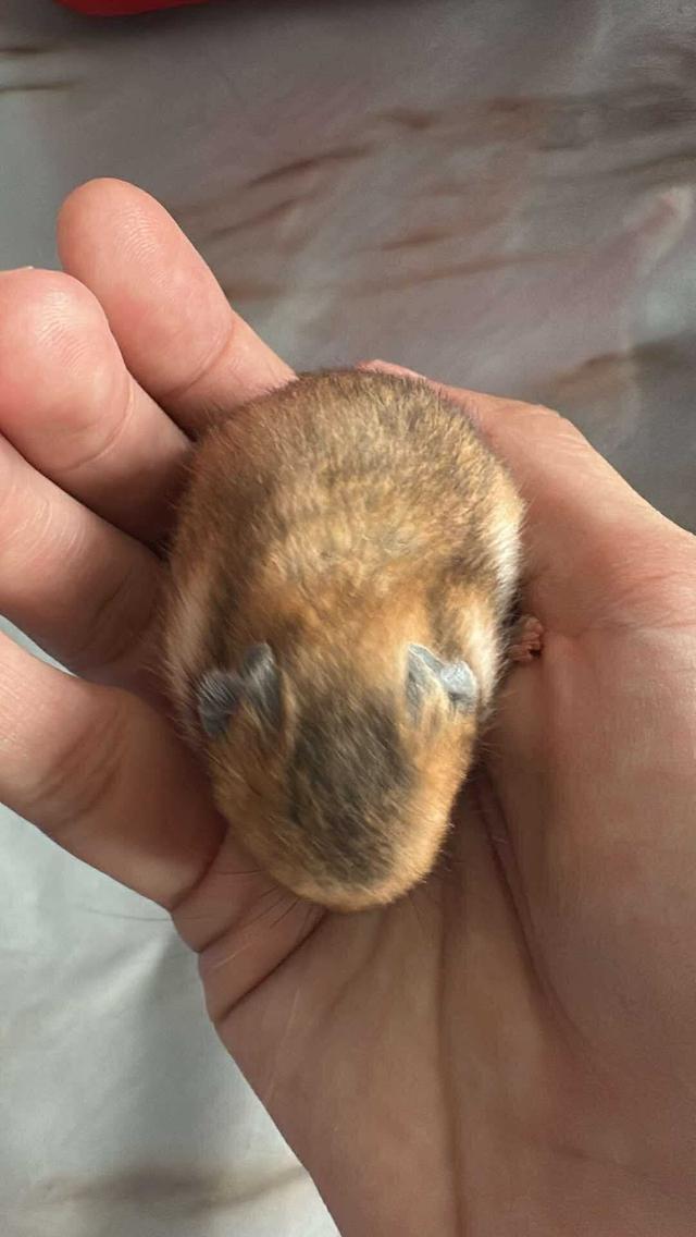 หนูแฮมเตอรไจแอ้น 2