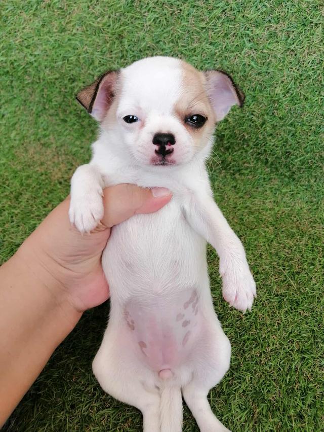 หลุดจอง ชิวาว่าเเท้ขนสั้น ญ.
