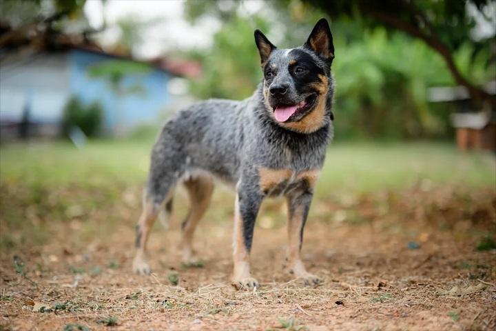 Australian Cattledog รูปที่ 3