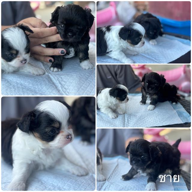 ขายลูกสุนัขเพศชาย อยู่ชลบุรี ราคาเบาๆ