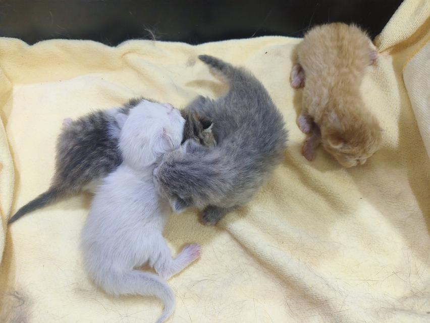 ลูกแมว พันธุ์สก็อตติช รูปที่ 10