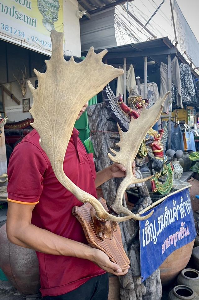 เขากวางแขวนผนัง เขากวางตกแต่งสถานที่ เขากวางเฟลโลว์ เขากวางแท้ 2