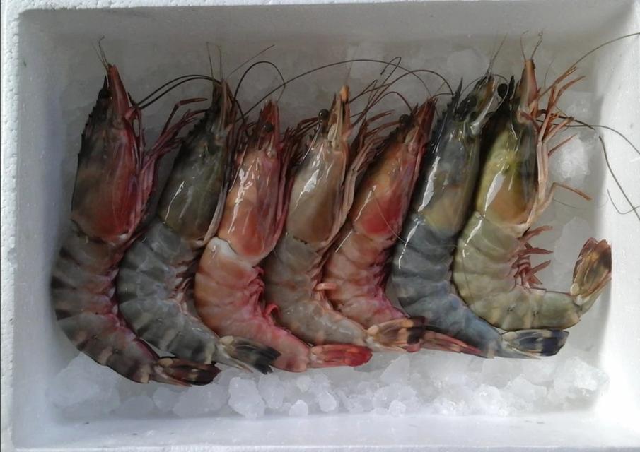 กุ้งลายเสือตัวใหญ่