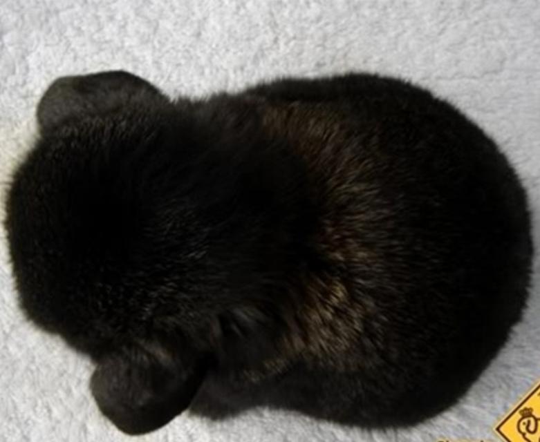 กระต่ายยักษ์ สีดำ ขนสวย เริ่ด มีใบรับประกัน 3