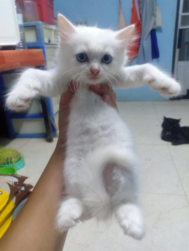 ลูกแมวเปอร์เซีย 9