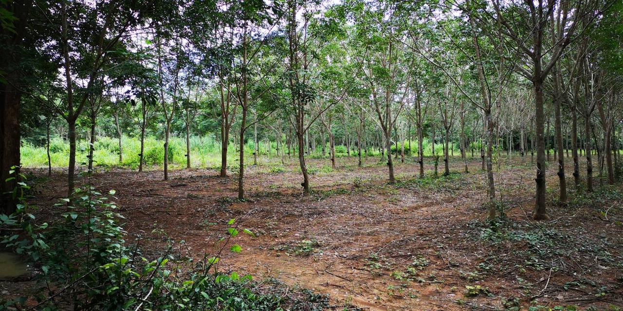 ขายสวนลำไย ยางพารา 136ไร่ สอยดาว จันทบุรี 9