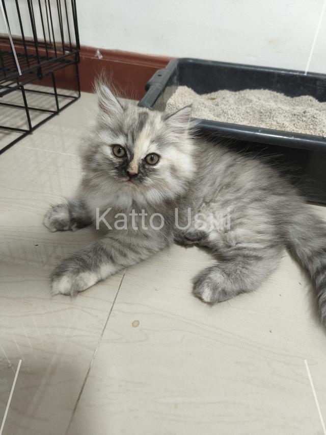 ลูกแมวเปอร์เซีย กทม ลาดพร้าว