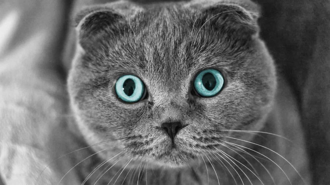 ตาสีฟ้า แมวสกอตติส โฟลด์