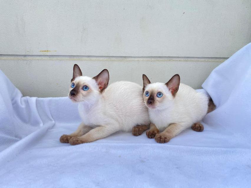 Siamese Kittens Ready WhatsApp me : ( +63 985 762 7466 ) 3
