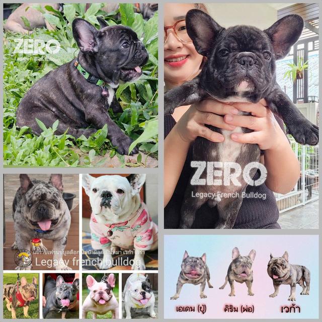 ZERO สุนัขเฟรนช์บูลด็อก เพศผู้ สีดำลายเสือ