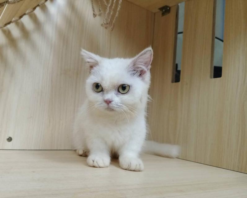 5.แมวมันช์กิ้น เพศเมีย Munchkin Cat Female รูปที่ 9