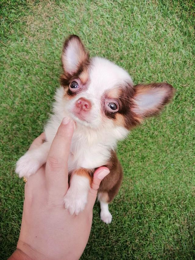 ชิวาว่าแท้ขนยาวสีช็อค ชาย 3