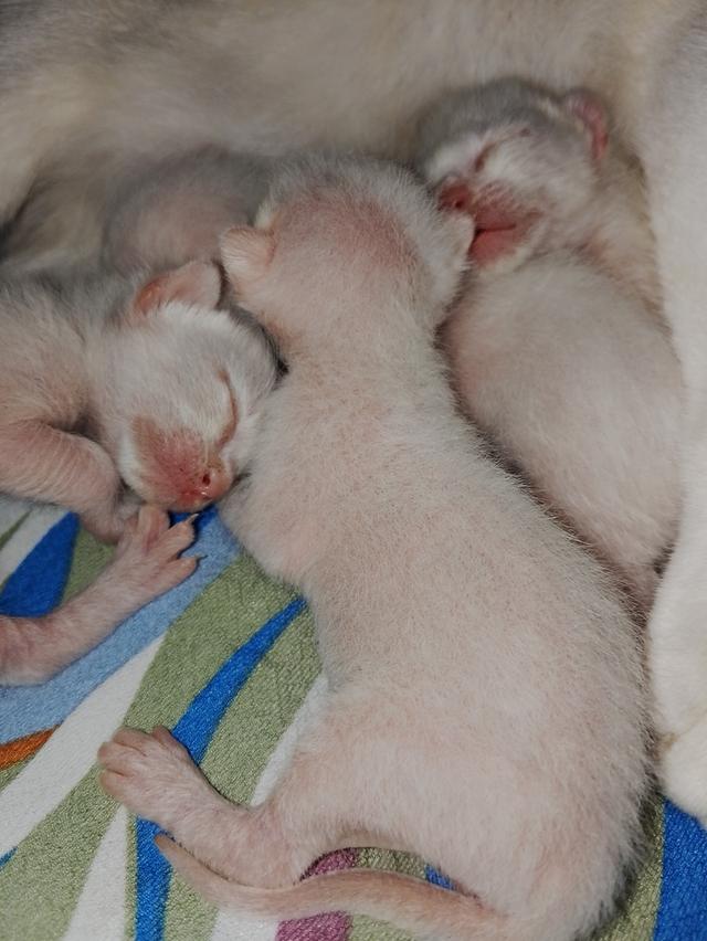 ลูกแมวขาวมณี
