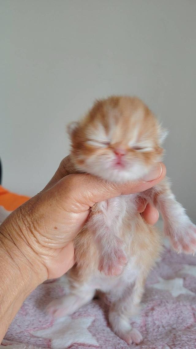 แมว EXO ติก   🔥🔥🏠🔥 แมวหน้าบี้ รูปที่ 4