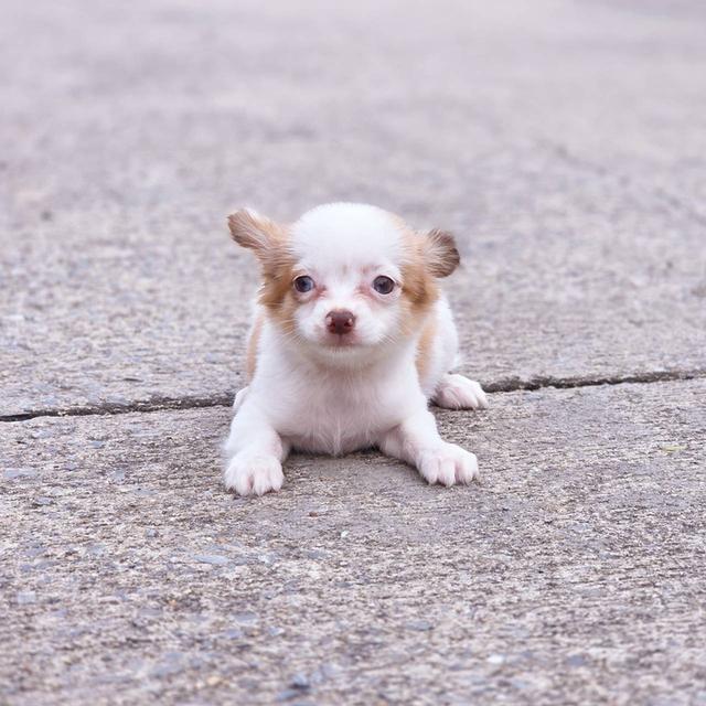 ชิวาวาแท้ขนยาว เพศเมีย พร้อมย้ายบ้าน 8