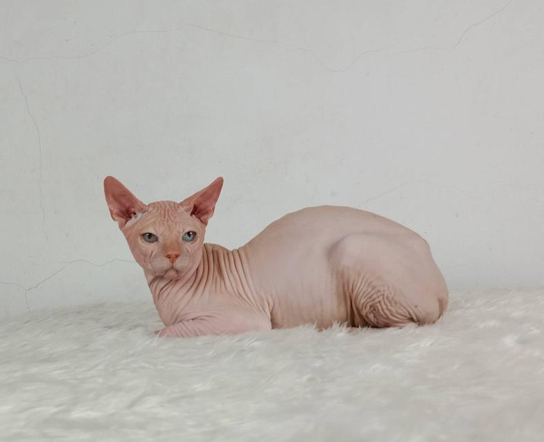 14.แมวสฟิงซ์/เพศผู้ หาบ้าน Sphynx Cat/Male looking for a new home 7