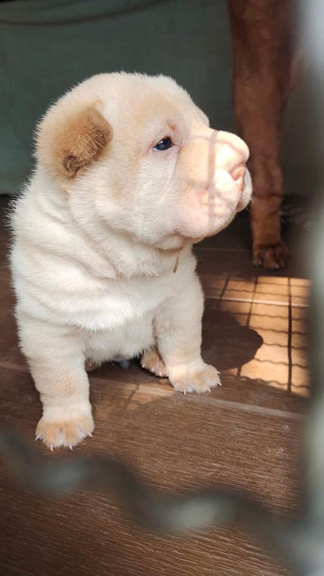 ขายถูก สุนัข Shar Pei  3