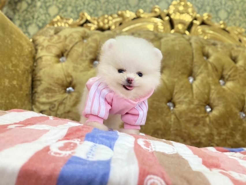 ลูกปอมแท้ ทีคัพ จัดส่งฟรี 2