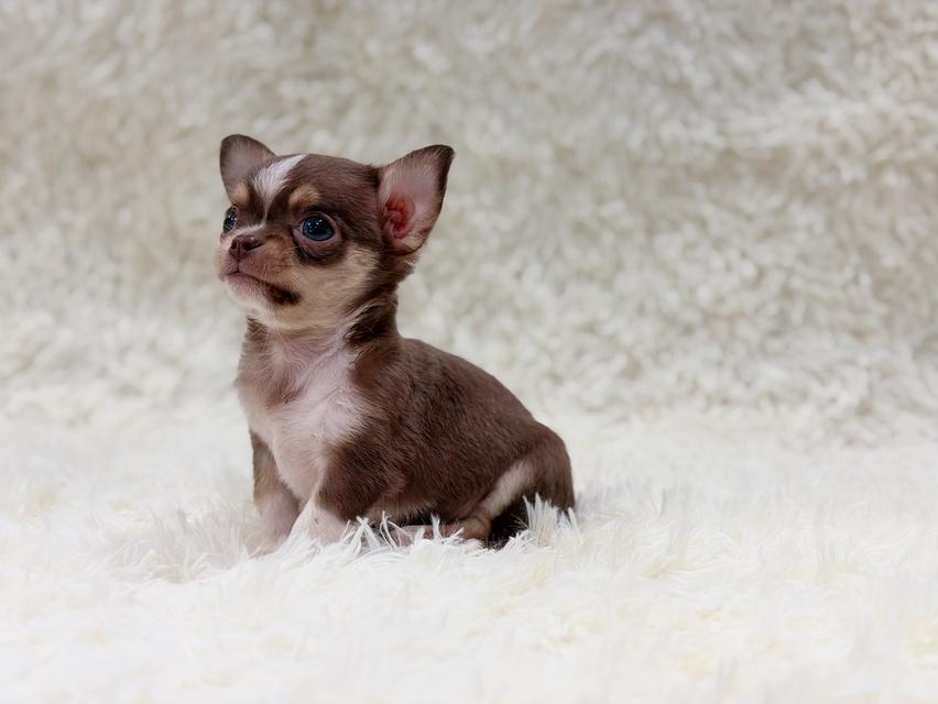 ชิวาวาแท้ ขนสั้น ผู้ สีช็อค