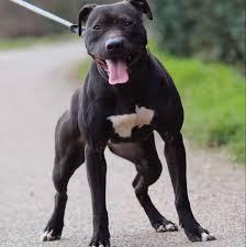สุนัขพิทบูลสีดำ 2