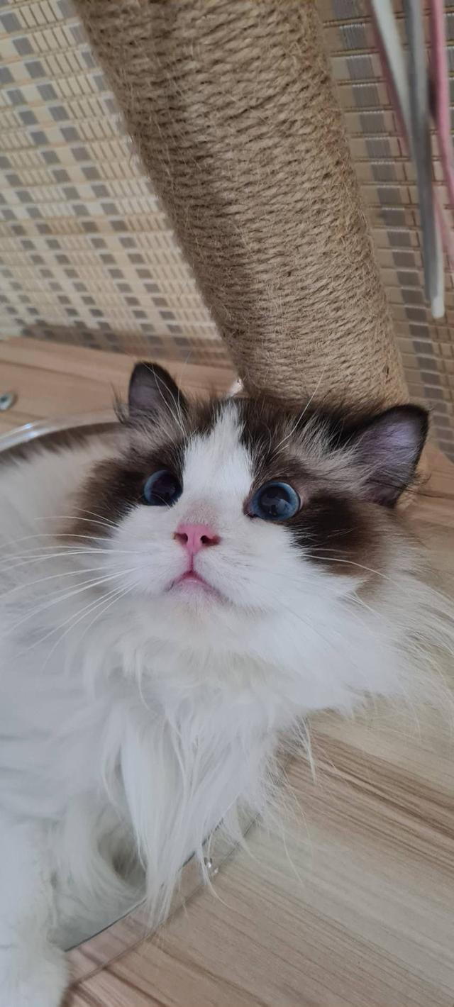 รับผสมพันธุ์จนกว่าจะติดพ่อพันธุ์ Ragdoll นำเข้าหน้าตุ๊กตาผ้า 7