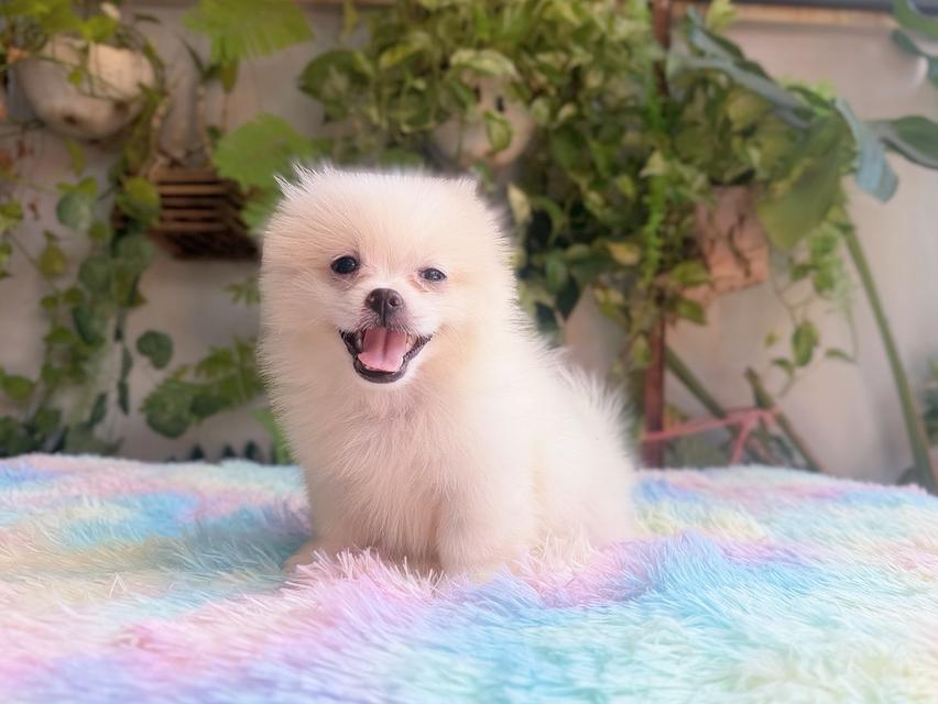 ปอมผสมชิวาวาสีครีม เพศเมีย พิกัดรามอินทรา