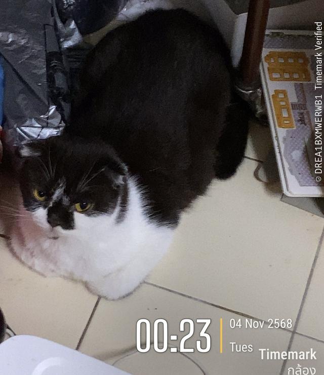 แมวพันธุ์สก็อตติช 7