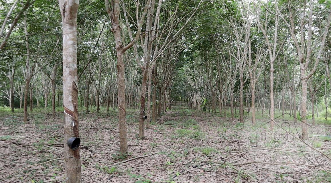 ขายที่ดิน (โฉนด) บ้านพร้อมสวนยาง-จังหวัดน่าน 25 ไร่ 7