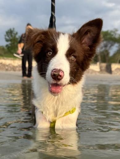 Border Collie 7 months 💕บอร์เดอร์ คอลลี่ อายุ 7 เดือน