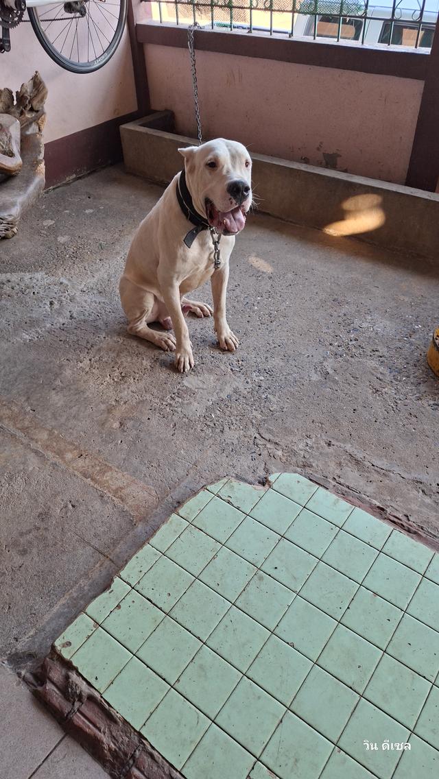 ขายสุนัขหมาโดโกอาเจนติโน่