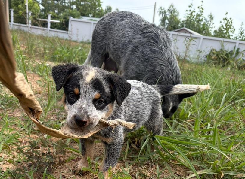 Australian Cattledog รูปที่ 17