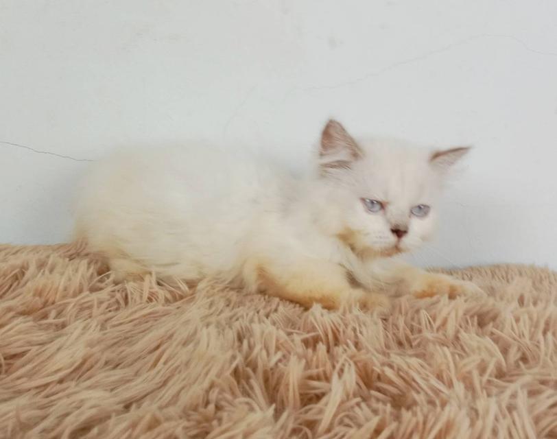 5.แมวมันช์กิ้น/เพศเมีย หาบ้าน Munchkin Cat/Female looking for a new home