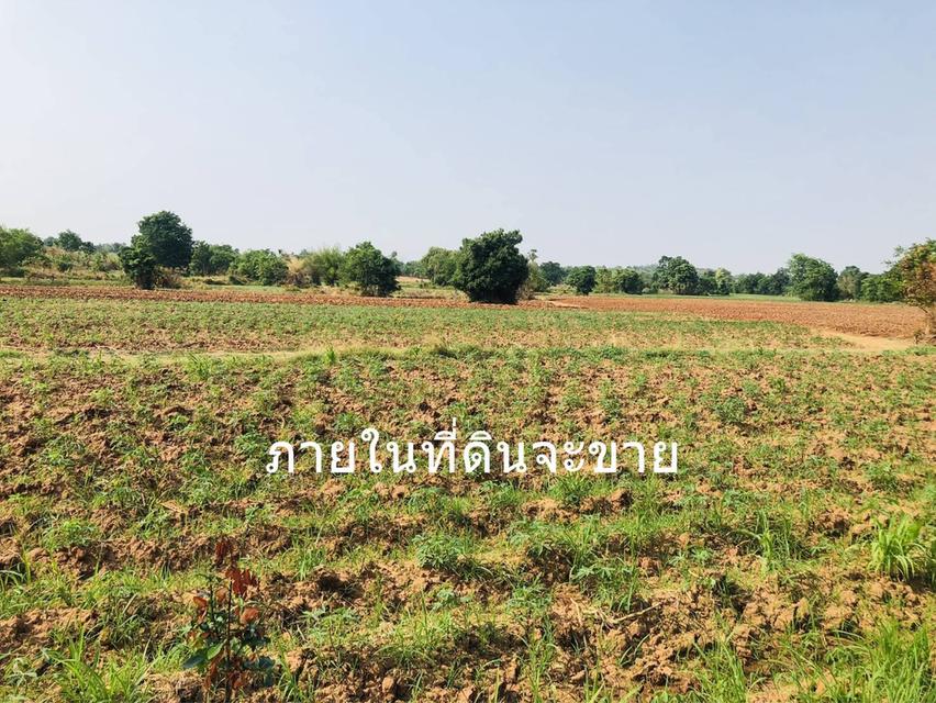 ขายที่ดิน 207 ไร่ติดถนนดำหน้ากว้าง 500เมตร อ.จตุรัสไร่ละ 1.2 แสน 5