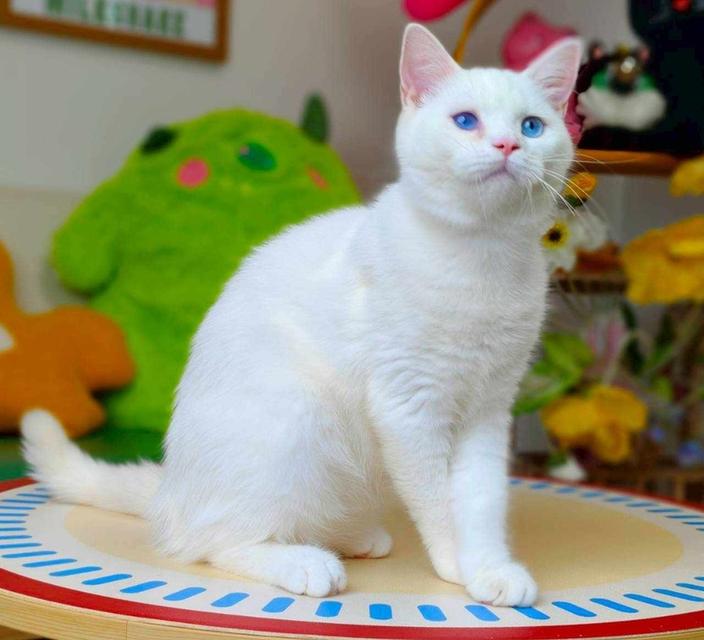 แมวมันซ์กิ้นขายาวสีขาวตาฟ้า