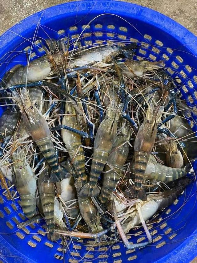 กุ้งแม่น้ำจากบ่อ 2