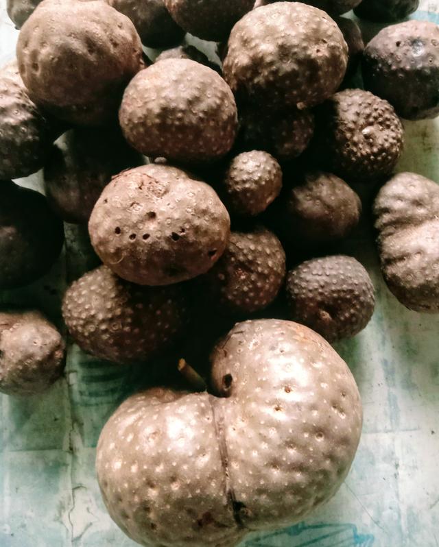 หัวว่านพระฉิม หรือว่านกลิ้งกลางดง