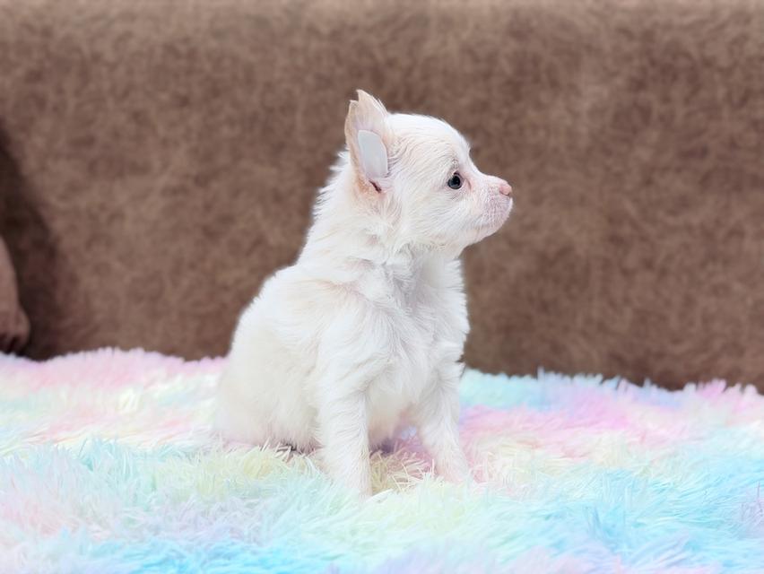 ชิวาวาผู้ ขนยาว สีขาวครีม รูปย่อยที่ 3