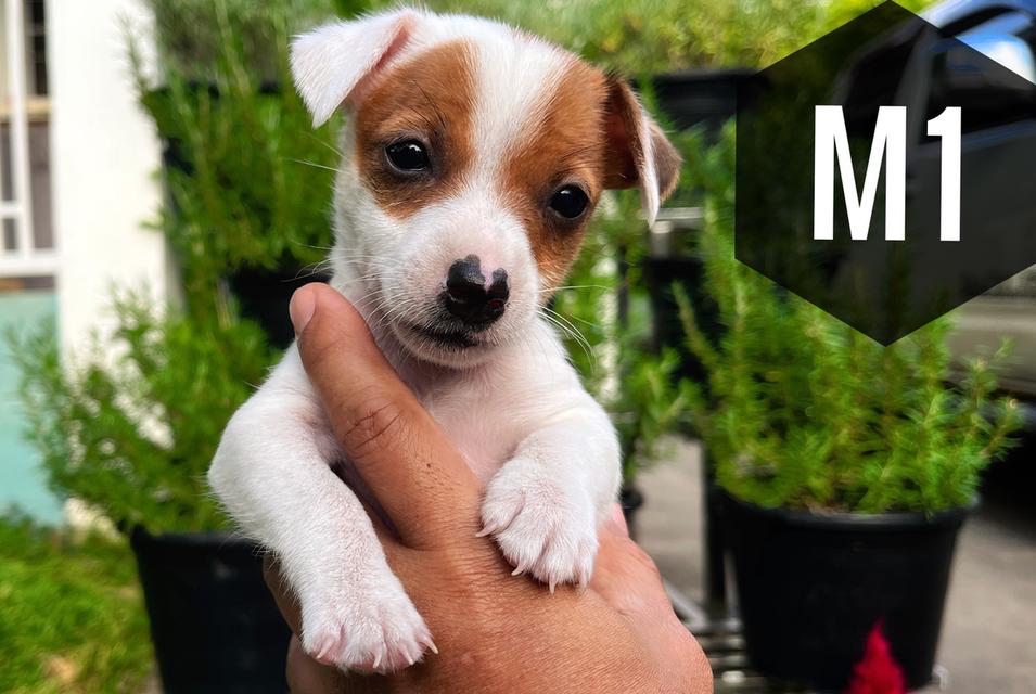 ลูกสุนัข Jackrussell 2