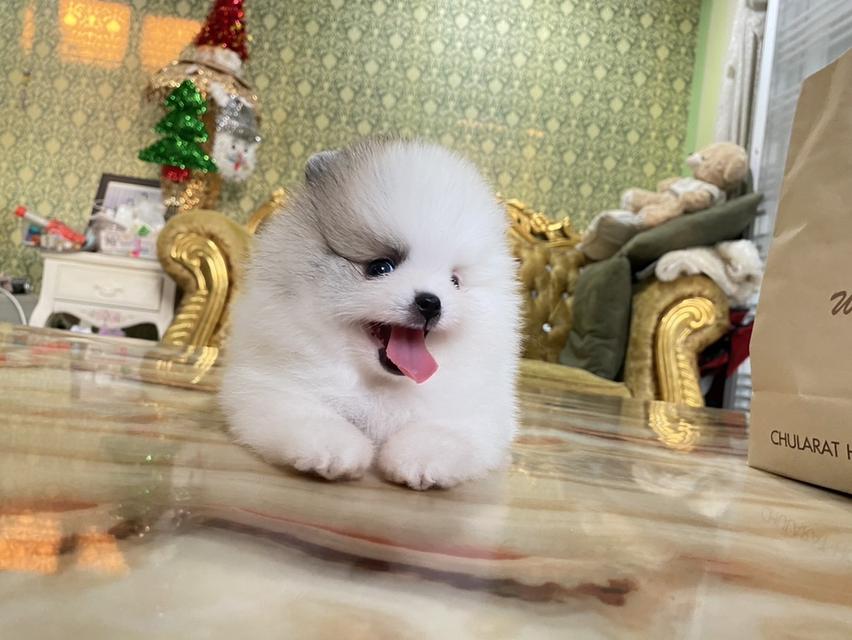 ลูกปอมแท้ จัดส่งทั่วประเทศ