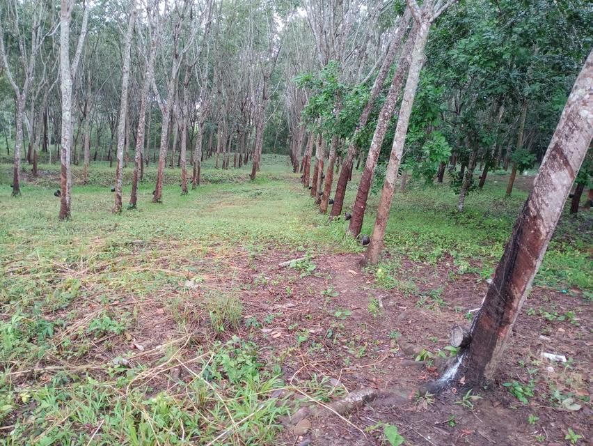 ที่ดิน อ.โป่งน้ำร้อน จ.จันทบุรี 10