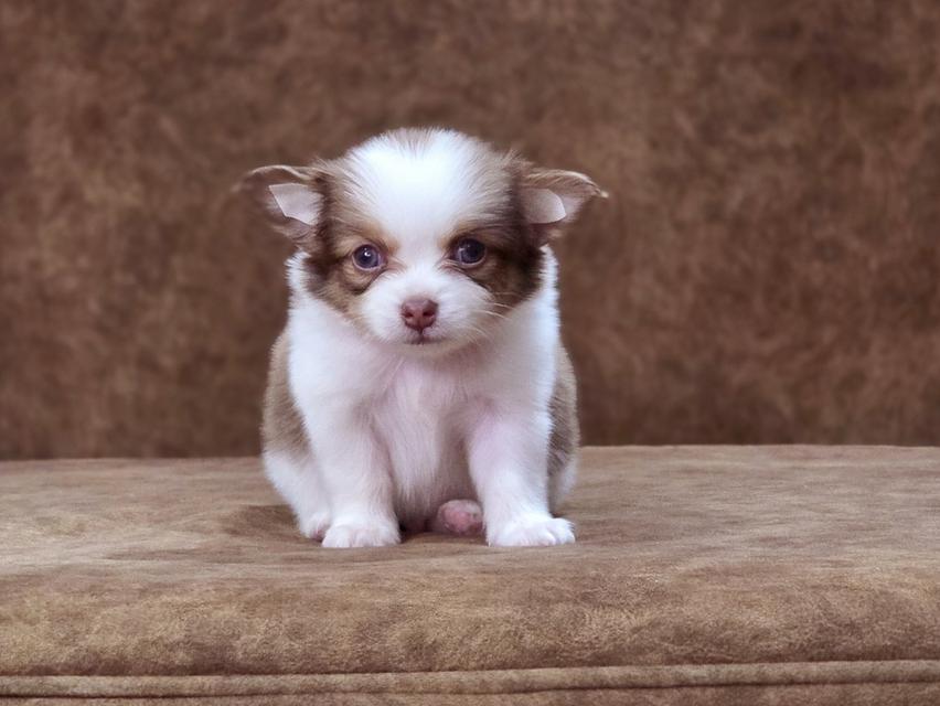 Chihuahua แท้เพศผู้ น้องฟูจิ