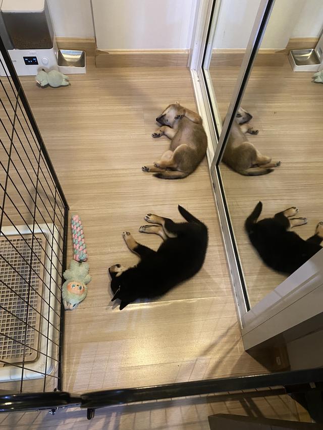 🐶 Friendly & Heartfelt  Sadly selling our two lovely 5-month-old Shiba Mame puppies (Cinnamon & Black) as we’re relocating. 6