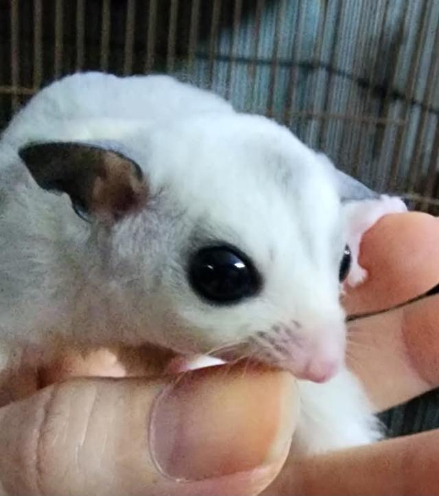 Sugar Glider วัย 3 เดือน