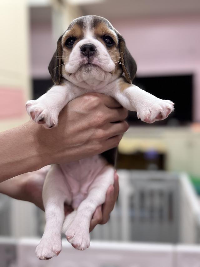 บีเกิ้ล (Beagle) 💯