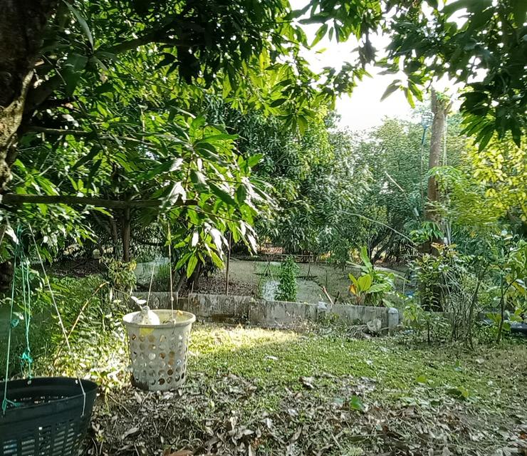 ที่ดินพร้อมสิ่งปลูกสร้างมีบ้านพักน้ำไฟพร้อมและมีสวนมะม่วงประมาณ40ต้นออกผลผลิตแล้วทุกปีสามารถทำกินทำขายได้ 8