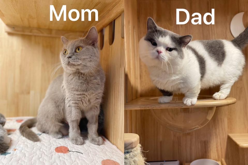 ลูกแมวมันช์กิ้น ขายาว รูปที่ 10