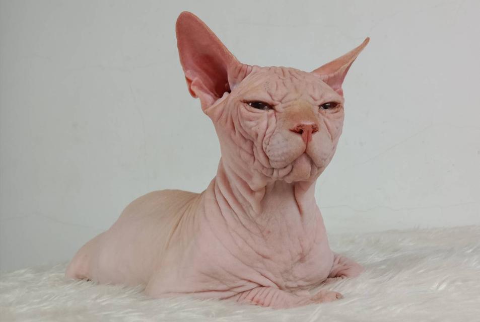 14.แมวสฟิงซ์/เพศผู้ หาบ้าน Sphynx Cat/Male looking for a new home