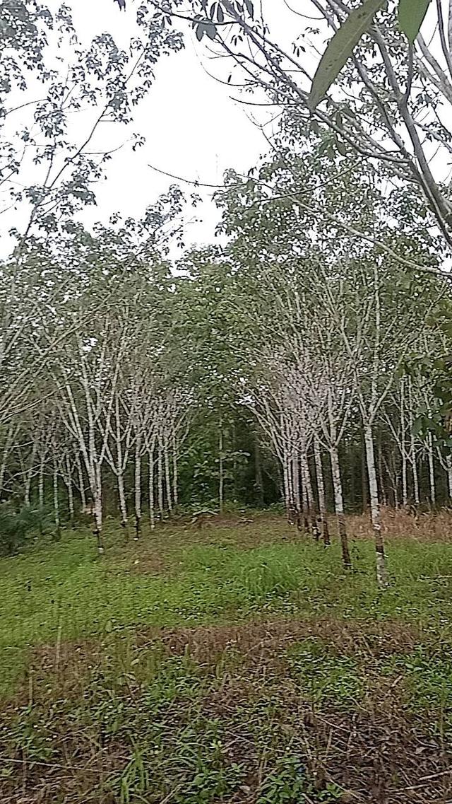 ที่ดินทองผาภูมิ 15