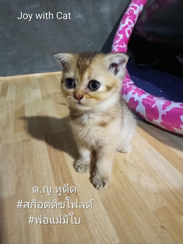 แมวหูพับ
