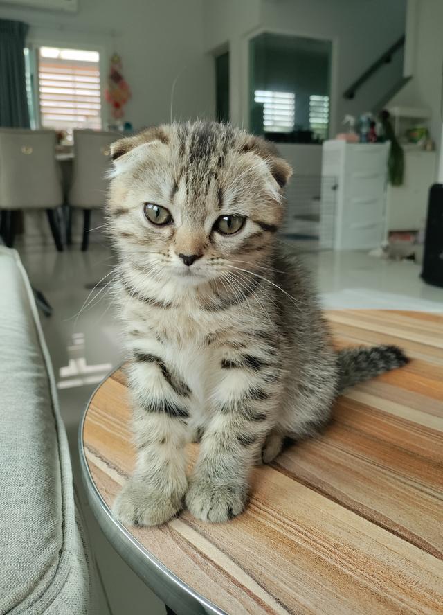 Scottish fold